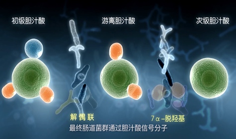 拜糖平醫學三維演示動畫制作